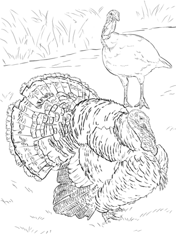 Domesticated Turkey Tom And Hen Coloring Page